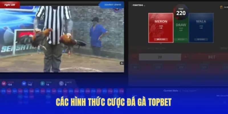 Các hình thức cược đá gà Topbet đang hot hiện nay