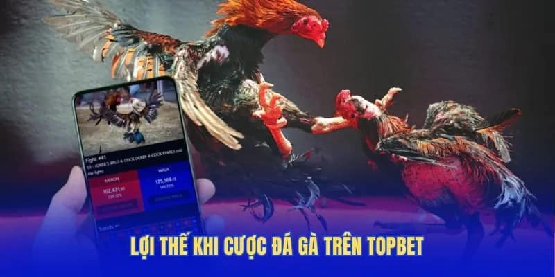 Lợi thế khi cược đá gà trên Topbet