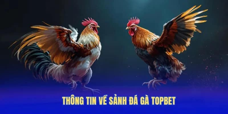 Thông tin về sảnh đá gà Topbet